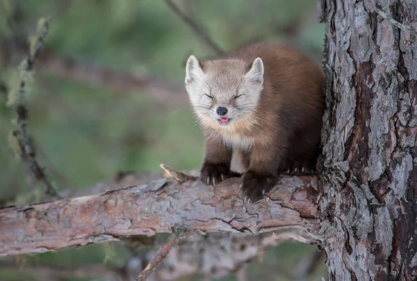 Pine Marten Sentado Árvore Banff National Park Alberta Canadá — Fotografia de Stock