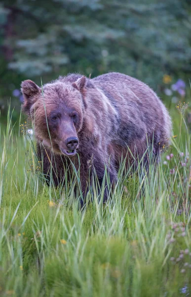 Barna Grizzly Medve Vad Természetben — Stock Fotó