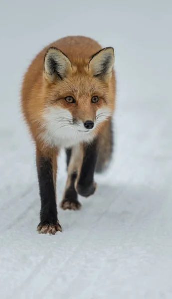 Rode Vos Het Wild — Stockfoto