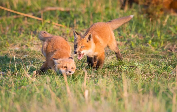 Schattige Rode Vossen Samen Gevangen Park — Stockfoto