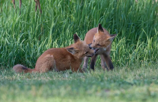 Aranyos Piros Rókák Együtt Elfogták Parkban — Stock Fotó
