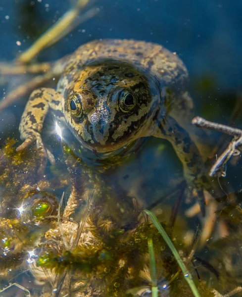 Frosch Freier Wildbahn — Stockfoto