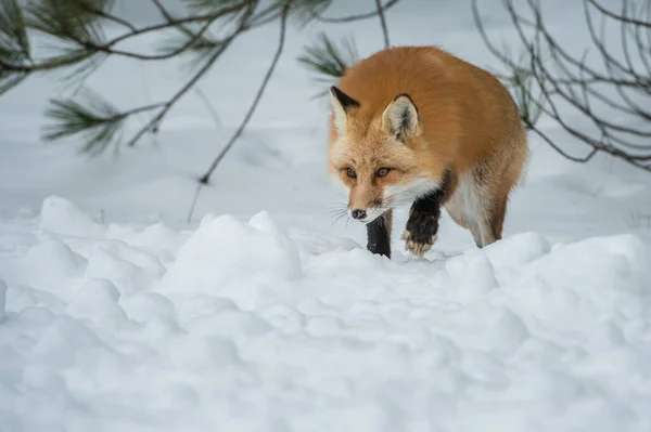 Rotfuchs Freier Wildbahn — Stockfoto