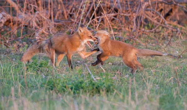 Parkta Yakalanan Sevimli Kızıl Tilkiler — Stok fotoğraf