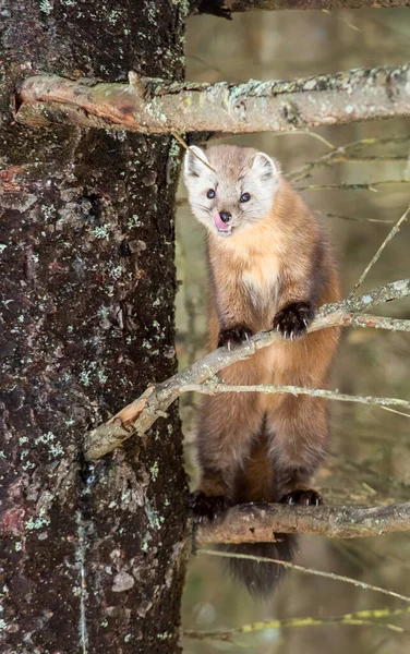 Pine Marten Sedí Stromě Banff National Park Alberta Kanada — Stock fotografie