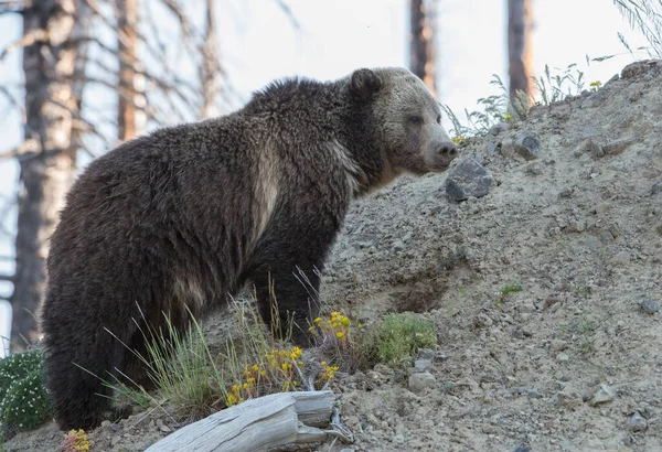 Grizzli Dans Nature — Photo