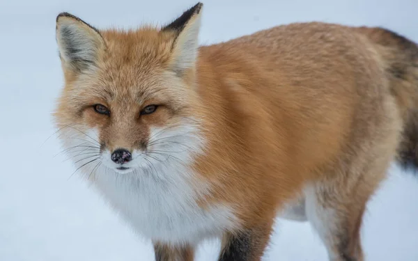 Rotfuchs Freier Wildbahn — Stockfoto