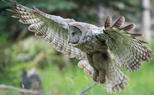 Grote Grijze Uil Wilde Natuur Alberta Canada — Stockfoto