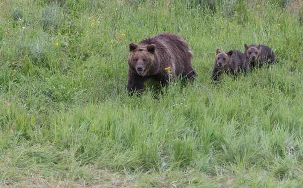 Grizzly Medve Vadonban — Stock Fotó