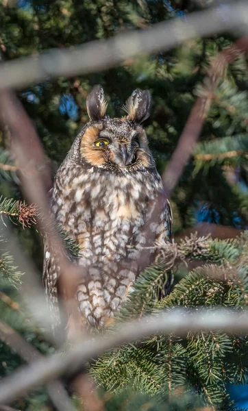 Langohr Eule Freier Natur — Stockfoto