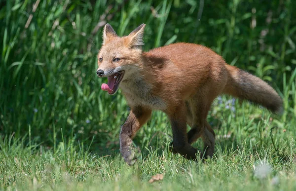 Schilderachtig Uitzicht Prachtige Rode Vos Park — Stockfoto