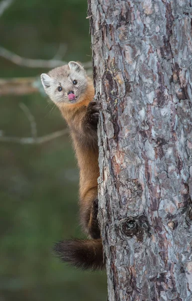 カナダのアルバータ州バンフ国立公園の木の上に座っているパインマーテン — ストック写真