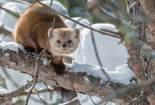 Pine Marten Sitting Tree Banff National Park Alberta Canada — Stock Photo, Image