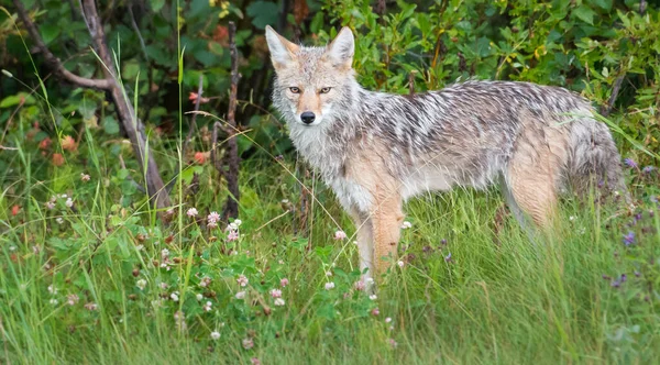 Coyote Dans Nature — Photo