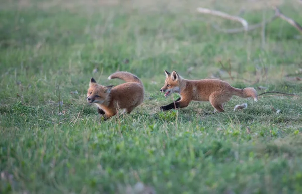 Schattige Rode Vossen Samen Natuur — Stockfoto