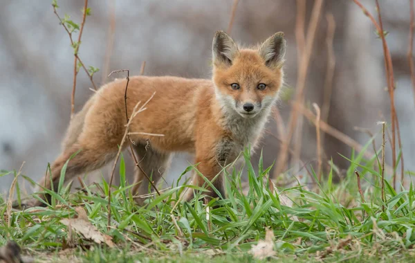 Vue Rapprochée Renard Roux Mignon Nature Sauvage — Photo