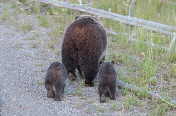 Urso Pardo Natureza — Fotografia de Stock