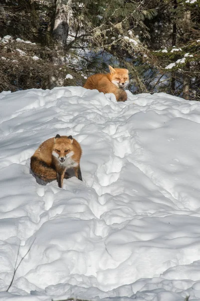 Red Fox Wild — Stock Photo, Image