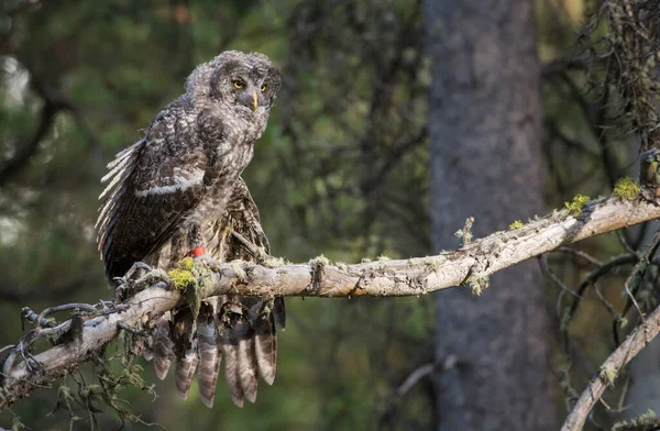 Grande Gufo Grigio Nella Natura Selvaggia Alberta Canada — Foto Stock