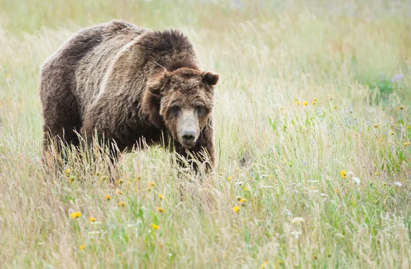 Grizzli Brun Dans Nature Sauvage — Photo