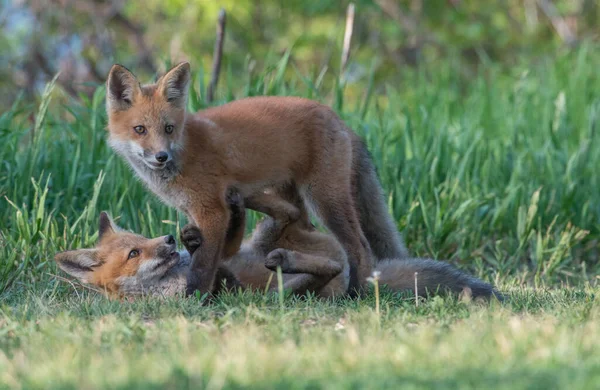 野生の自然界の草の上で一緒にかわいい赤いキツネ — ストック写真