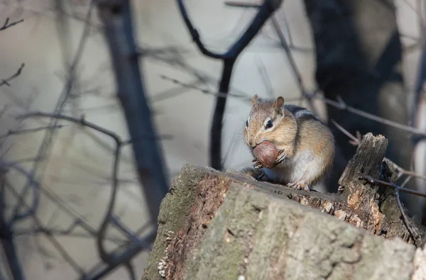 Chipmunk Centre Ville Toronto — Photo