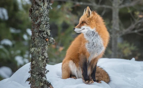 Κόκκινη Αλεπού Στην Άγρια Φύση — Φωτογραφία Αρχείου