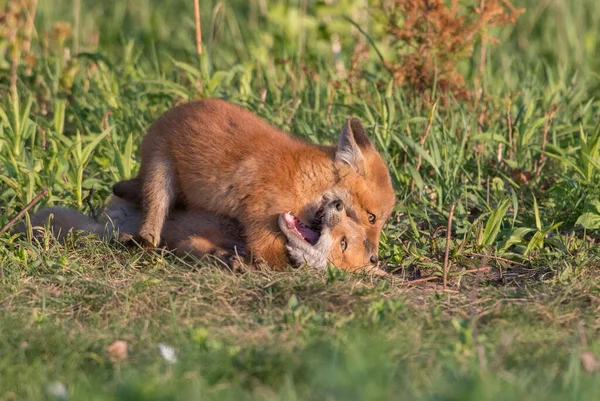 Schattige Rode Vossen Samen Gevangen Park — Stockfoto