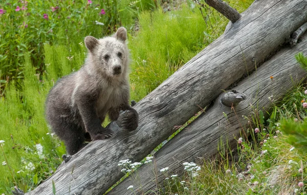 Grizzly Urso Família Natureza — Fotografia de Stock