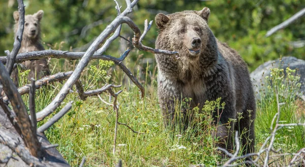 Medvěd Grizzly Divočině — Stock fotografie