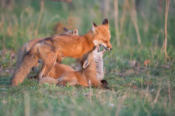 Carino Volpi Rosse Insieme Catturati Parco — Foto Stock