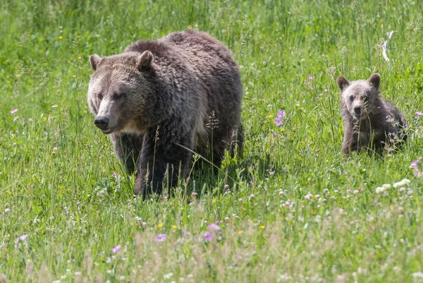 Grizzly Medvék Vadonban — Stock Fotó