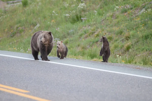 Urso Pardo Natureza — Fotografia de Stock