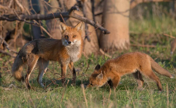 公園で一緒に捕獲されたかわいい赤いキツネ — ストック写真