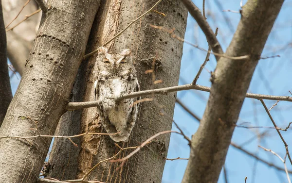 Eastern Screech Owl Ontario — Stock Photo, Image