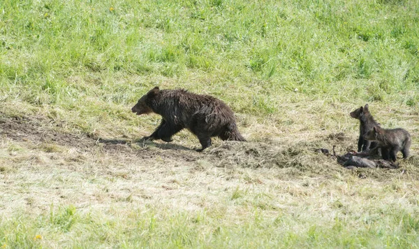 Медведь Гризли Дикой Природе — стоковое фото