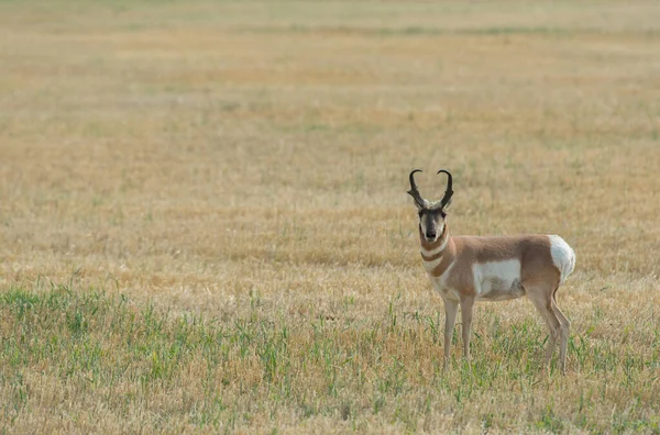 Pronghorn Wolności — Zdjęcie stockowe