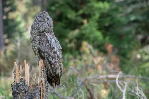 Great Grey Owl Wild Nature Alberta Canada — Stock Photo, Image