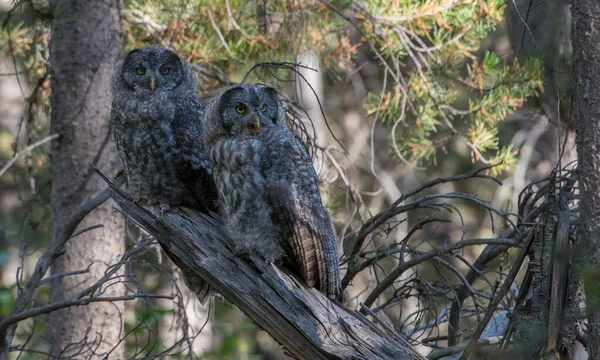 Great Grey Owl Wild Nature Alberta Canada — Stock Photo, Image