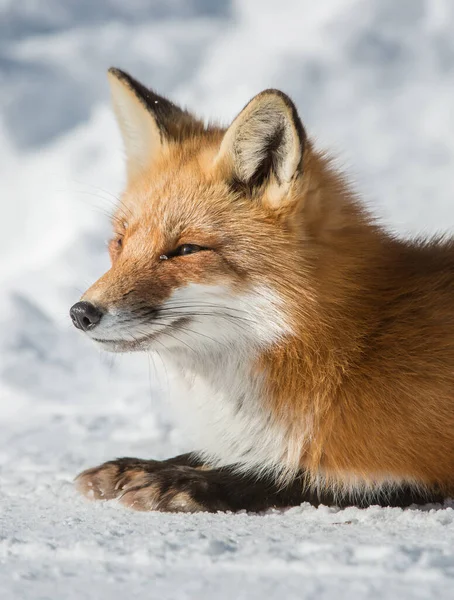 可爱的红狐狸在森林里 图库照片 C Xload