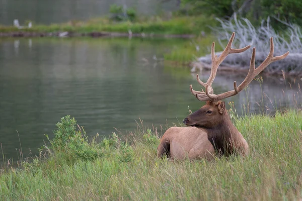 Bull Elk Wild — Stock Photo, Image