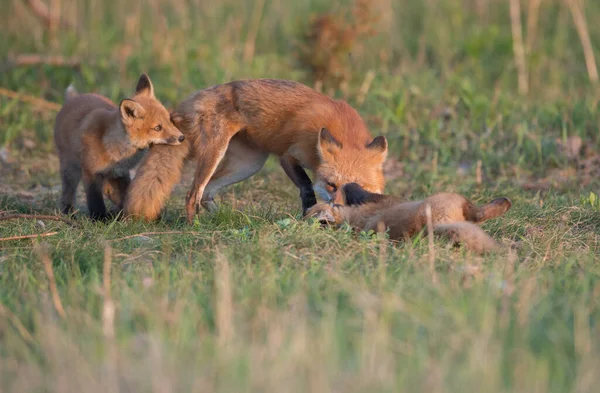 公園で一緒に捕獲されたかわいい赤いキツネ — ストック写真