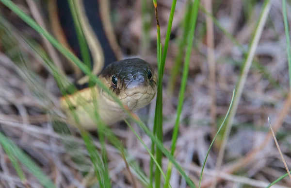 Vista Close Serpente Rastejando Chão — Fotografia de Stock