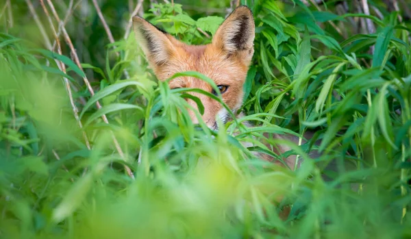 Γραφική Θέα Της Όμορφης Κόκκινης Αλεπούς Στο Πάρκο — Φωτογραφία Αρχείου