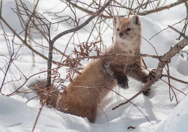 Pine Mård Promenader Snö Banff National Park Alberta Kanada — Stockfoto