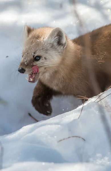 Martre Des Pins Marchant Sur Neige Dans Parc National Banff — Photo