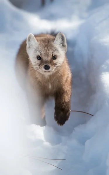 Marten Ontario Wilderness — Stock Photo, Image