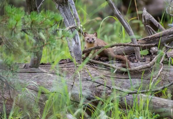 Pine Marten Sitting Tree Banff National Park Alberta Canada — Stock Photo, Image