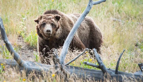 Medvěd Grizzly Divočině — Stock fotografie