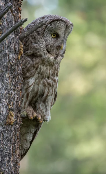 Great Grey Owl Wild Nature Alberta Canada — Stock Photo, Image